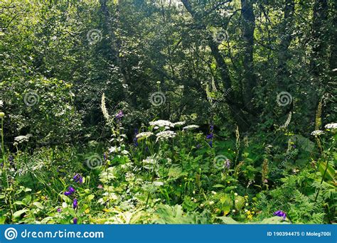 Alpine Meadows In The Caucasus Summer Blue Sky With White Clouds Stock