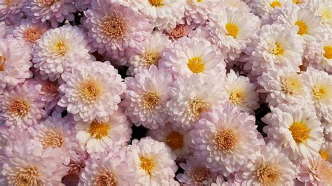 Download Wallpaper 1920x1080 Chrysanthemums Flowers Pink Blooms