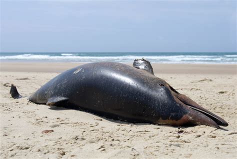 Over 40 Dolphins Found Dead Near Mauritius Oil Spill The Filipino Times