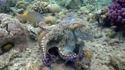 Octopuses Punch Fish Out Of Spite New Research Suggests Inside Edition
