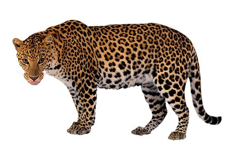 Leopard Clip art - Leopard png download - 3023*1963 - Free ...