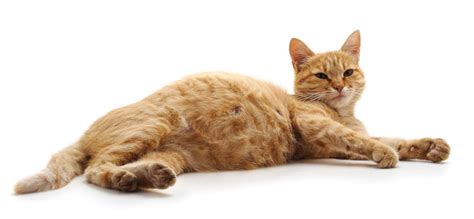 Cat Pregnancy Symptoms Stages And All You Need To Know