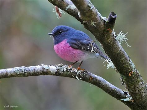 The Pink Robin Petroica Rodinogaster Is A Small