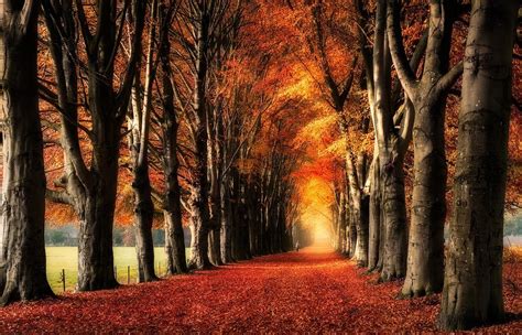 Nature Landscape Trees Fall Yellow Red Leaves Path Fence Field Daylight Tunnel