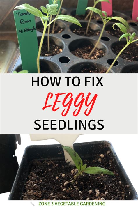 The Best Ways To Fix Leggy Seedlings How To Prevent Leggy Seedlings