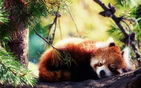Red Panda Forest Hd Desktop Wallpapers 4k Hd