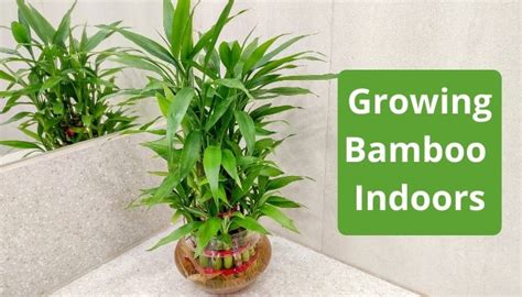 Growing Bamboo Indoors Guidelines And Best Varieties To Try