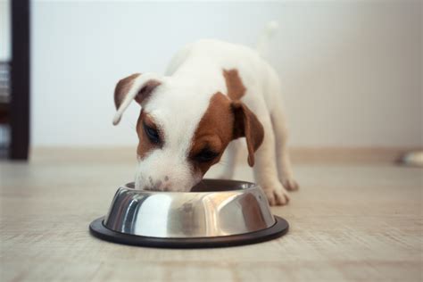 How Much Should I Feed My Puppy Vital Pet Club