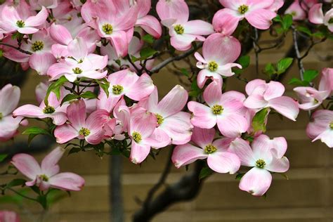 Pink Dogwood Flower Tree Photograph By P S