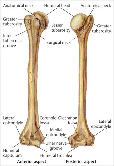 Humeral Shaft Fractures Musculoskeletal Key Vrogue Co