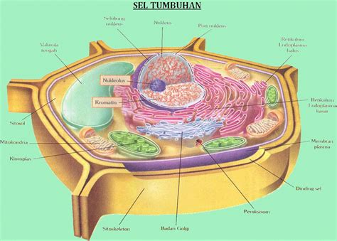 Gambar Organel Sel Tumbuhan Dan Fungsinya