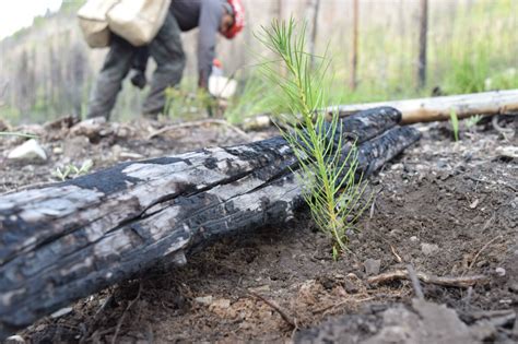 30 Things You Should Know About Tree Planting National Forest