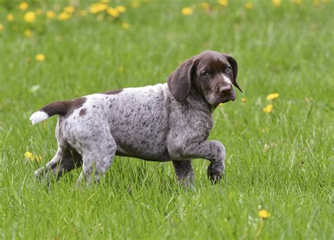 Genetics And Purebred Dogs 101 For Breeders Part Three