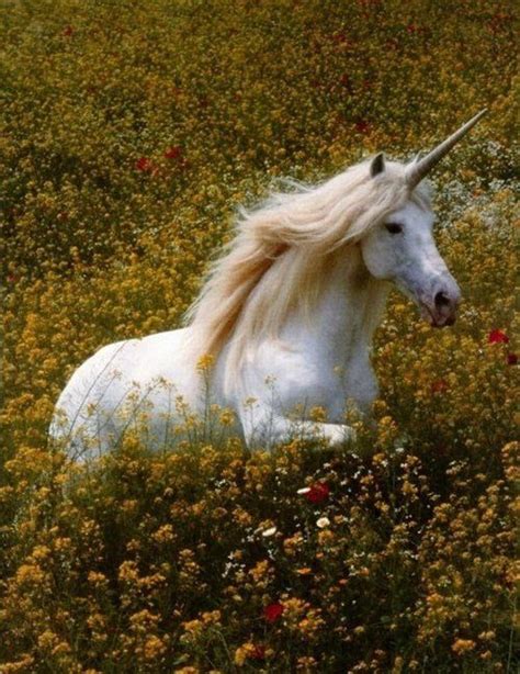 White Unicorn In A Field Of Dreams Looks Real To Me ม้า สัตว์หา