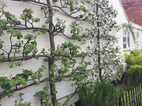 A Pair Of Beautifully Trained Espaliered Apple Trees Wind Garden