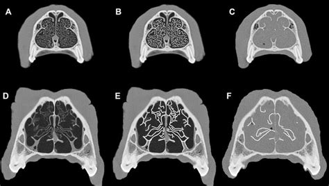 Transverse Ct Images Of A Rostral A B C Canine Nasal
