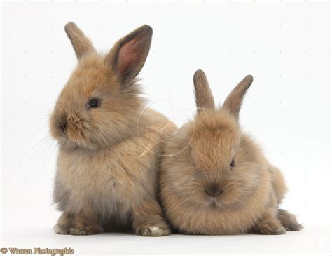 Cute Baby Bunnies Wallpaper Wallpapersafari