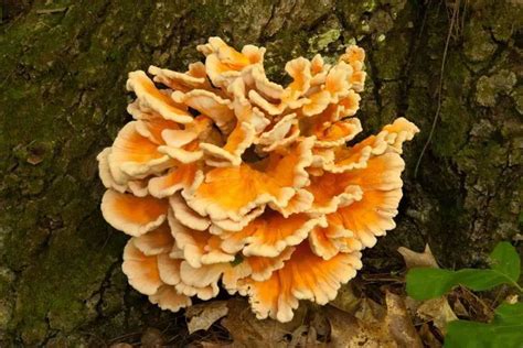 Top 11 Edible Mushrooms That Grow On Trees Name And Photos