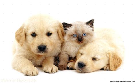 Cute Baby Kittens And Puppies Together Diadtocsucmoi Cute Puppies