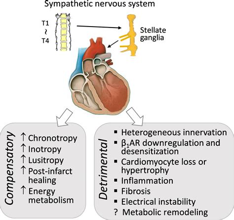 Sympatho Adrenergic Mechanisms In Heart Failure New Insights Into