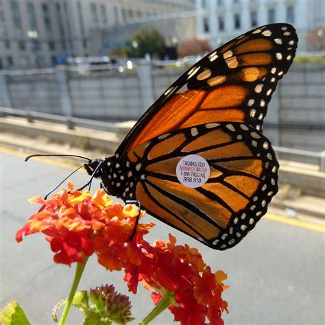 Tagged Monarch Butterfly | Monarch butterfly, Danaus plexipp… | Flickr