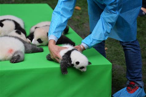 23 Panda Cubs Make Their Public Debut In Chengdu Sichuan Province