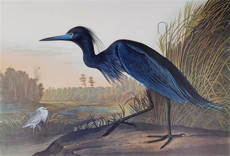 plate 307 blue crane or heron princeton audubon print audubon collector