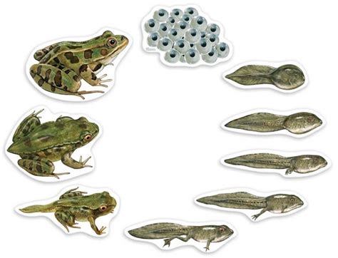 Image Result For Entwicklung Frosch Lifecycle Of A Frog Frog Life