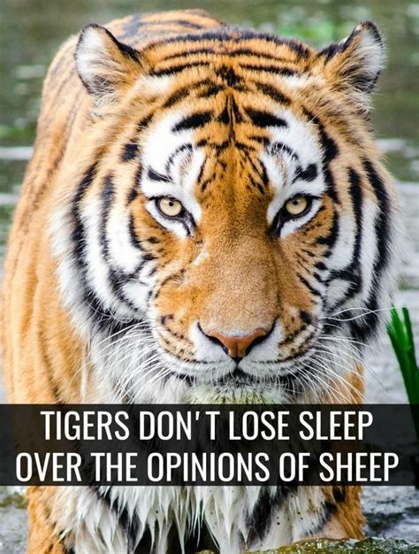 quote of the day tigers don t lose sleep over the opinion of sheep tigerquote tiger inspira