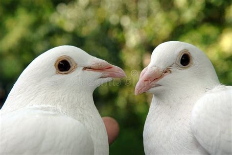 Two Loving White Doves Stock Photo Image Of Animal Faith 17544954