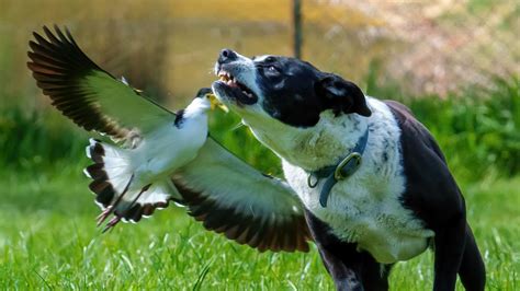 Not Just Magpies Plovers On The Attack As Swooping Season Starts