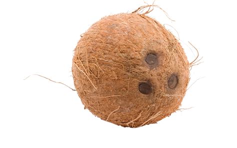 Brown Cocunut Png Image Purepng Free Transparent Cc0 Png Image Library