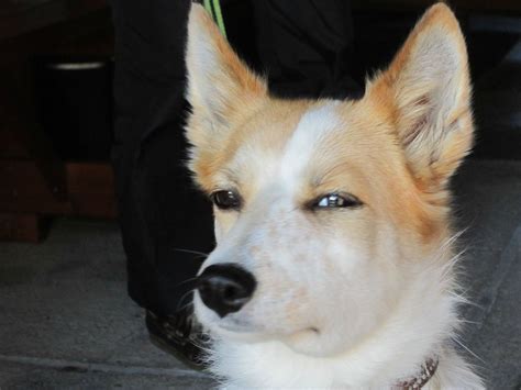 Skeptical Dog Blank Template Imgflip