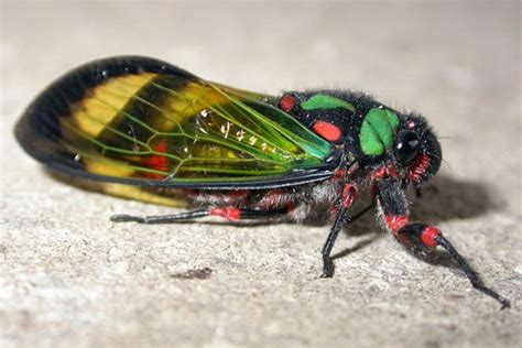 Florida Cicadas Are Often Heard But Seldom Seen Or Captured So