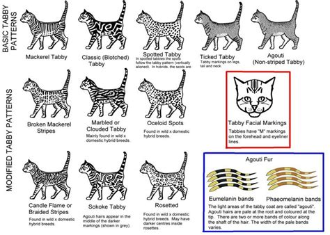 Cat coat colors and patterns. ­­­ ­­ ­ ­ ­ ­ ­ ­ ­ ­ ­ ­ ­ ­ ­ ­ ­ ­ ­ ­ ­ ­­­­ ­­ ­ ­ ­