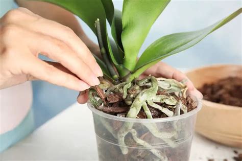 How To Revive A Dying Orchid The Right Way A Garden Blog
