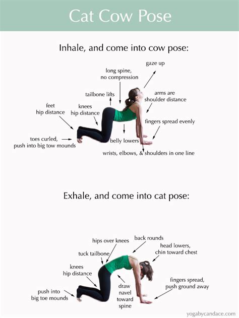 I did the following stretch nearly everyday for over a year before i stopped feeling its benefits. How to do Cat Cow Pose — YOGABYCANDACE