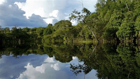 Plants That Live In The Waters Of The Amazon Rivers Sciencing