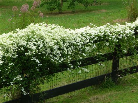 More Love For Native Vines Clematis Native Plant Gardening Autumn