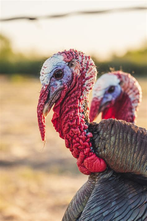 Domestic Turkey In Enclosure Of Farm · Free Stock Photo