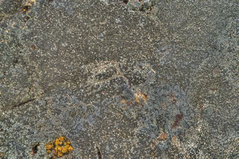Photo 2429 15 Some Dark Green Crustose Lichen On A Limestonefalls