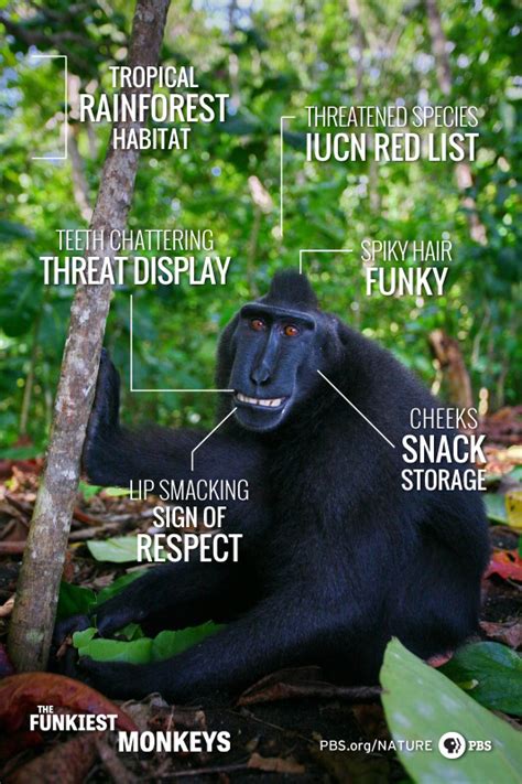 The Funkiest Monkeys Infographic The Crested Black