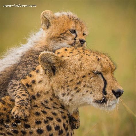 Kiss By Irisbraunphotography Via Ifttt28tb8i6