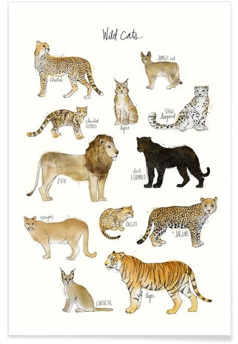 (7) female pride member (7) prideful female? Wild Cats Illustration Poster | JUNIQE