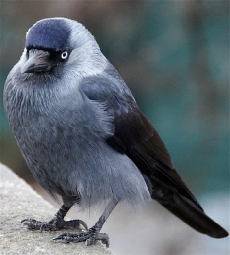 Die dohle (corvus monedula) ist vogel des jahres 2012. Die Dohle | Lebensraum, Nahrung, Brutverhalten, Größe, Alter