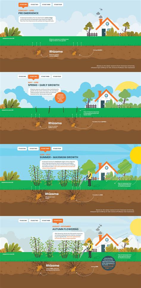 Japanese Knotweed Removal Infographic 4 Stages Explained