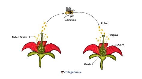 Types Of Pollination Self Pollination And Cross Pollination Conditions