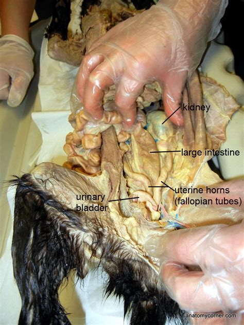 Cat Dissection