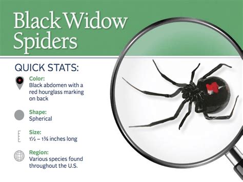 Black Widow Spiders Habitat