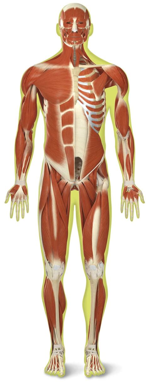 8 Best Muscular System Images On Pinterest Muscle Tissue